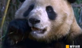大熊猫最爱吃的竹子