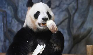 动物园为熊猫装电视