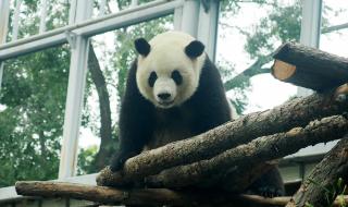 动物园为熊猫装电视