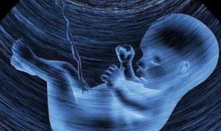 怀孕三个月胎儿多大